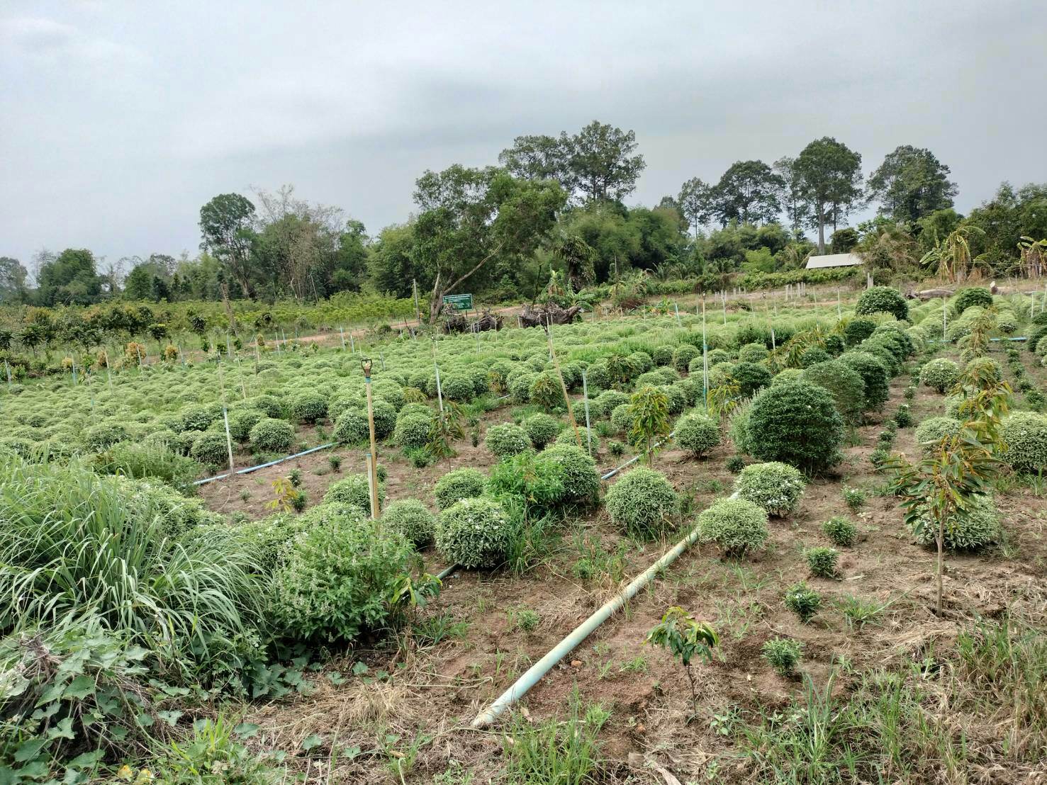 ขายที่ดินติดถนนคอนกรีตใกล้ถนนสุวรรณศร150เมตรอ.เมืองปราจีนบุรีหน้ากว้างติดถนนคอนกรีต 170 เมตร ลึก 40 เมตรที่ดินปลูกทุเรียนและไม้ประดับ เหมาะทำธุรกิจหรือแบ่งจัดสรรขาย ที่ดินปลูกทุเรียนและไม้ประดับรรยากาศดีทางเข้าออกสะดวก