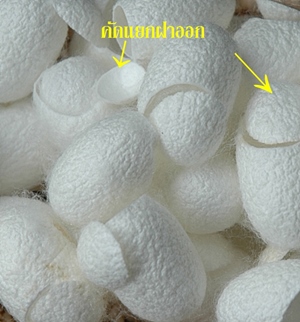 WHITE COCOON รังไหมชนิดสีขาว