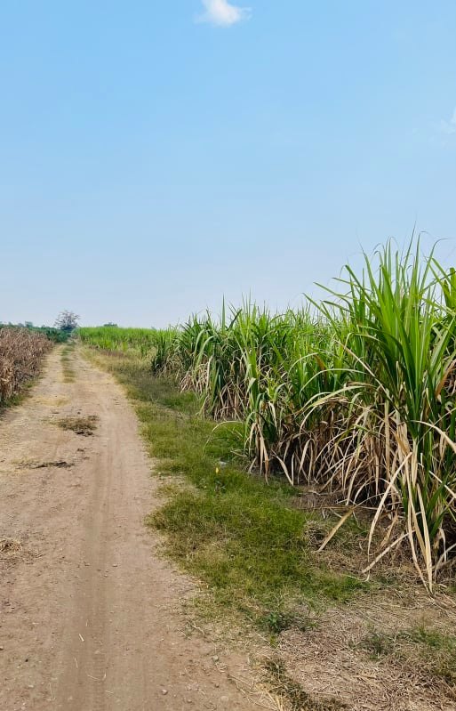 ขายที่ดินราคาถูก1.5แสนบาท/ไร่ อ.พยุหะคีรีจ.นครสวรรค์ใกล้อบต.เขาทองที่ดินสวยเหมาะทำการเกษตรปัจจุบันให้เช่าทำไร่อ้อย(มีผู้เช่า)บรรยากาศดีเดินทางสะดวก