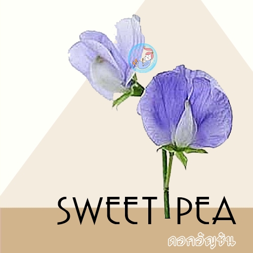 Sweet Pea หัวน้ำหอม สวีท พี Sweet Floral Fruity Honey กลิ่นหอม แสนหวาน ที่มีความสุขและมีพลัง ละลายในน้ำมัน-ไม่เร่งเทรซ COA