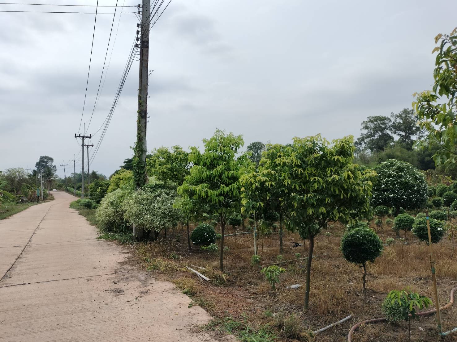 ขายที่ดินติดถนนคอนกรีตใกล้ถนนสุวรรณศร150เมตรอ.เมืองปราจีนบุรีหน้ากว้างติดถนนคอนกรีต 170 เมตร ลึก 40 เมตรที่ดินปลูกทุเรียนและไม้ประดับ เหมาะทำธุรกิจหรือแบ่งจัดสรรขาย ที่ดินปลูกทุเรียนและไม้ประดับรรยากาศดีทางเข้าออกสะดวก