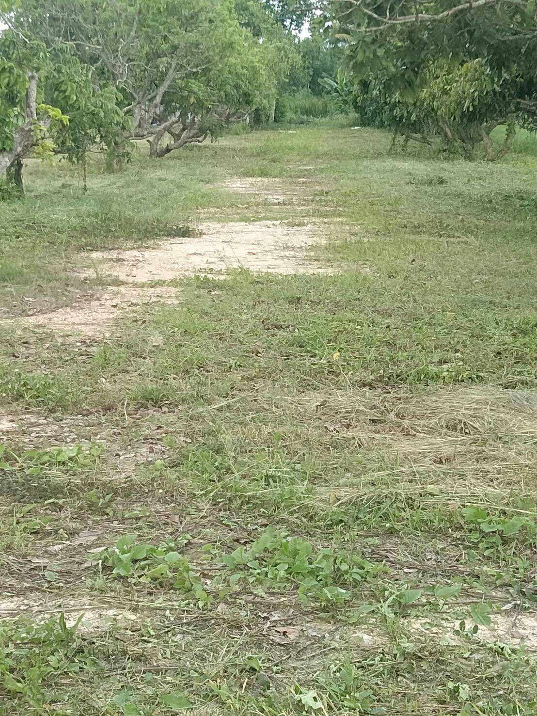 💥📣ขายที่ดินใกล้เซเว่นสาขาบ้านเหมืองง่าอำเภอเมืองลำพูน2แปลงติดถนนคอนกรีตเดินทางสะดวกเหมาะทำธุรกิจหรือการเกษตรบ้านสวนสนใจติดต่อเจ้าของทรัพย์091-8588378💥📣