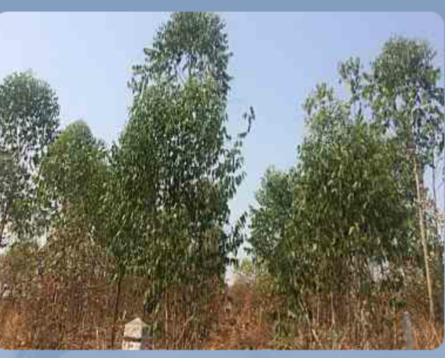 ด่วนขายที่ดินสวยราคาถูกที่สุดหลังโรงพยาบาล อ.ป่าซาง จ.ลำพูน