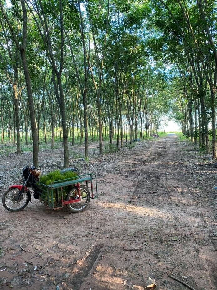 ขายสวนยางพาราราคาถูกพร้อมบ้านสวนติดถนนลาดยางอ.อำเภอหนองวัวซอจังหวัดอุดรธานี10ไร่1งาน19ตรว.ใกล้เรียนบ้านหนองอ้อ 2.6 กม.ห่างจากที่ว่าการอำเภอหนองวัวซอ 3.9 กม.บรรยากาศดีเดินทางสะดวกสบาย