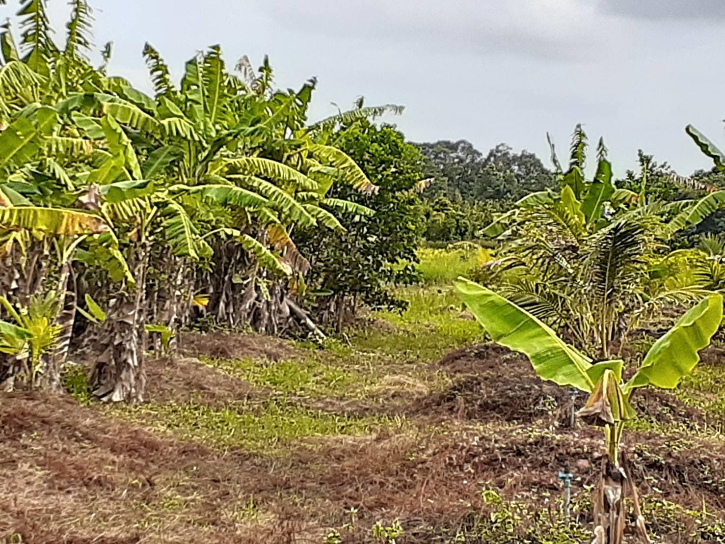 ขายที่ดินสวยราคาถูกใกล้ป้อมตำรวจ อ.แหลมสิงห์ จ.จันทบุรี 9 ไร่
