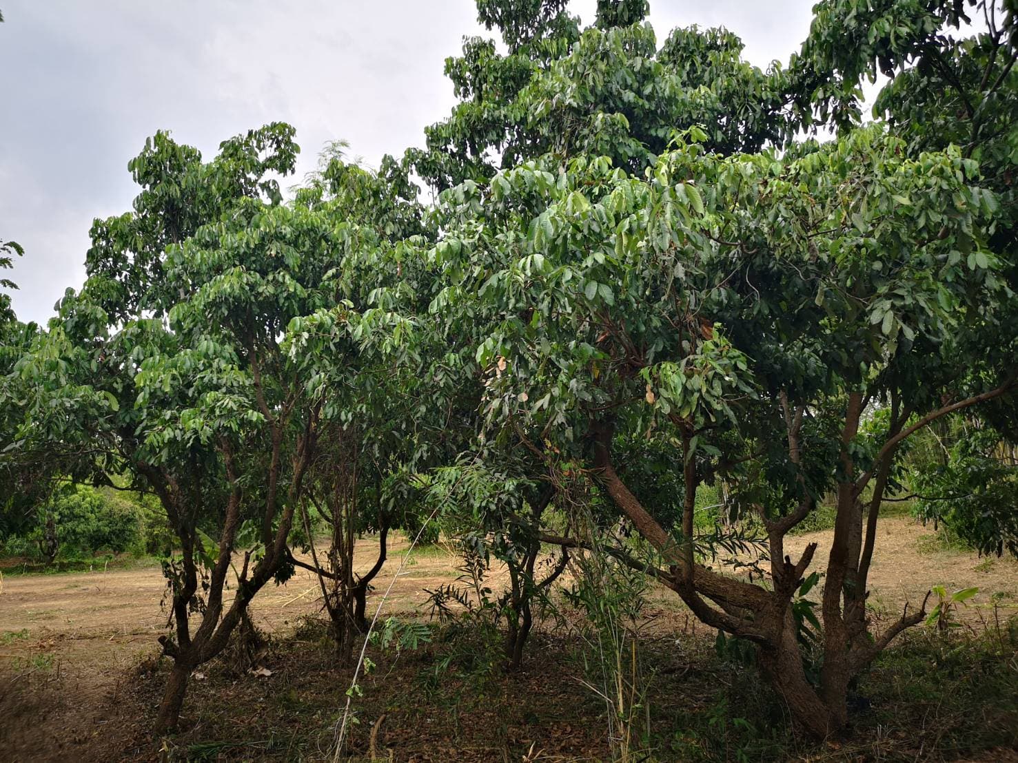 ด่วนขายที่ดินพร้อมบ้านสวนราคาถูกที่สุดมีประปาพร้อมใช้งานเนื้อที่ิ 5 ไร่ 2 งาน 69 ตรว. บ้านนาฟาน ต.ดอนไฟ อ.แม่ทะ จ.ลำปาง