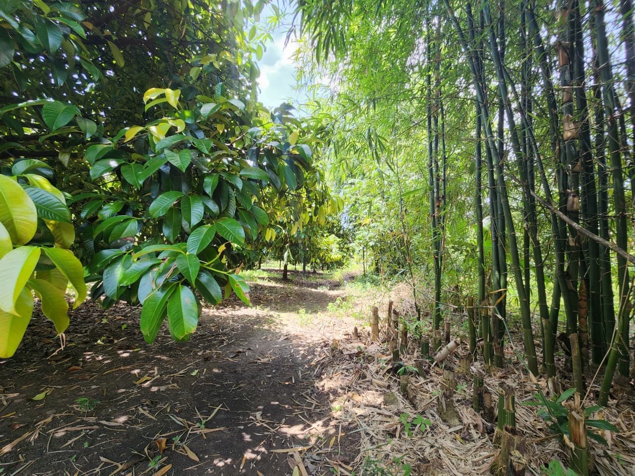 ขายสวนผลไม้ เงาะ มังคุด ทุเรียน ลองกอง ราคาถูก พร้อมบ้านพัก นํ้าไฟเข้าถึง ทางเข้าออกสะดวกสบายบรรยากาศดีเจ้าของขายเอง อำเภอมะขาม จังหวัดจันทบุรี