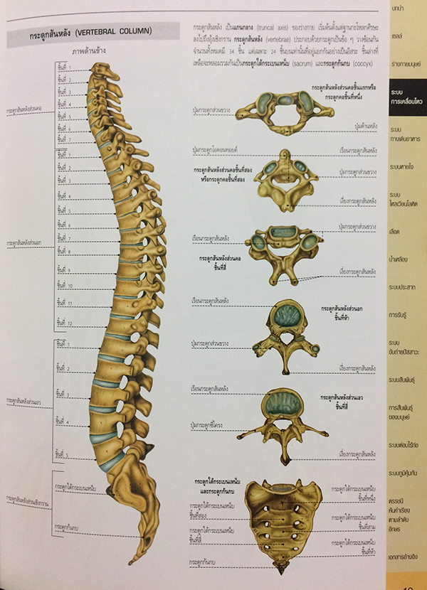 กายวิภาคศาสตร์ (Essential Atlas of Anatomy)
