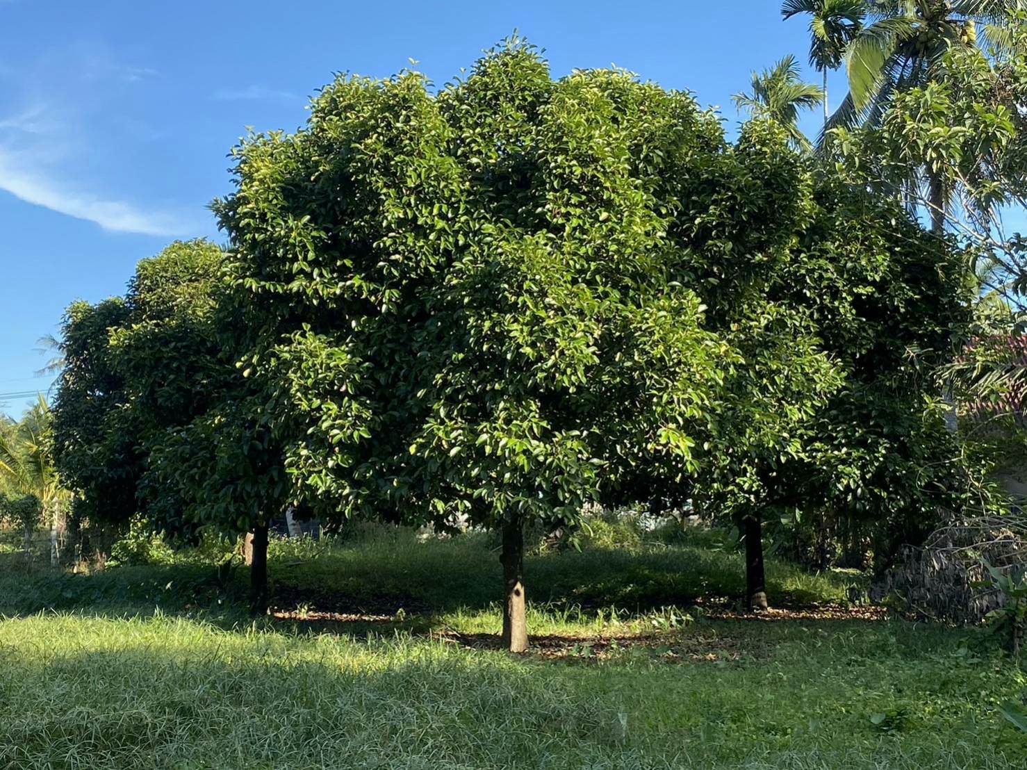 ขายบ้านพร้อมที่ดินเจ้าของขายเอง 1 ไร่ 2 งาน 9.2 ตรว. อ.เมืองชุมพร ใกล้เซเว่นสาขาชุมชนตากแดดและที่ว่าการอำเภอเมืองชุมพร บรรยากาศดีพื้นที่กว้างพร้อมสำหรับทุกคนในครอบครัว