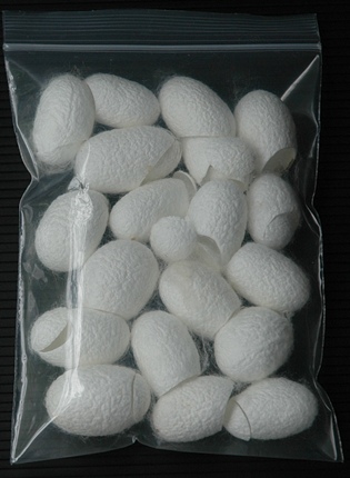 WHITE COCOON รังไหมชนิดสีขาว