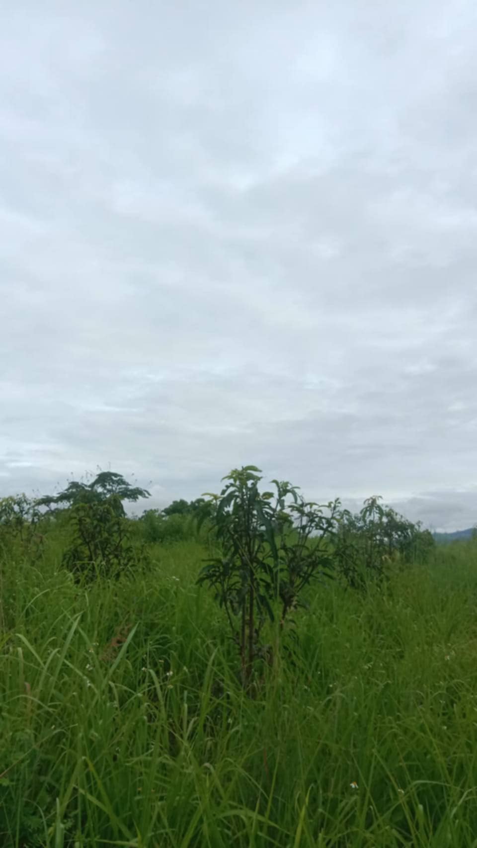 ขายที่ดิน 8 ไร่ 3 งาน 0.5 ตรว. อ.แม่สรวย จ.เชียงรายใกล้โลตัส แม่สรวย 1.3 กม