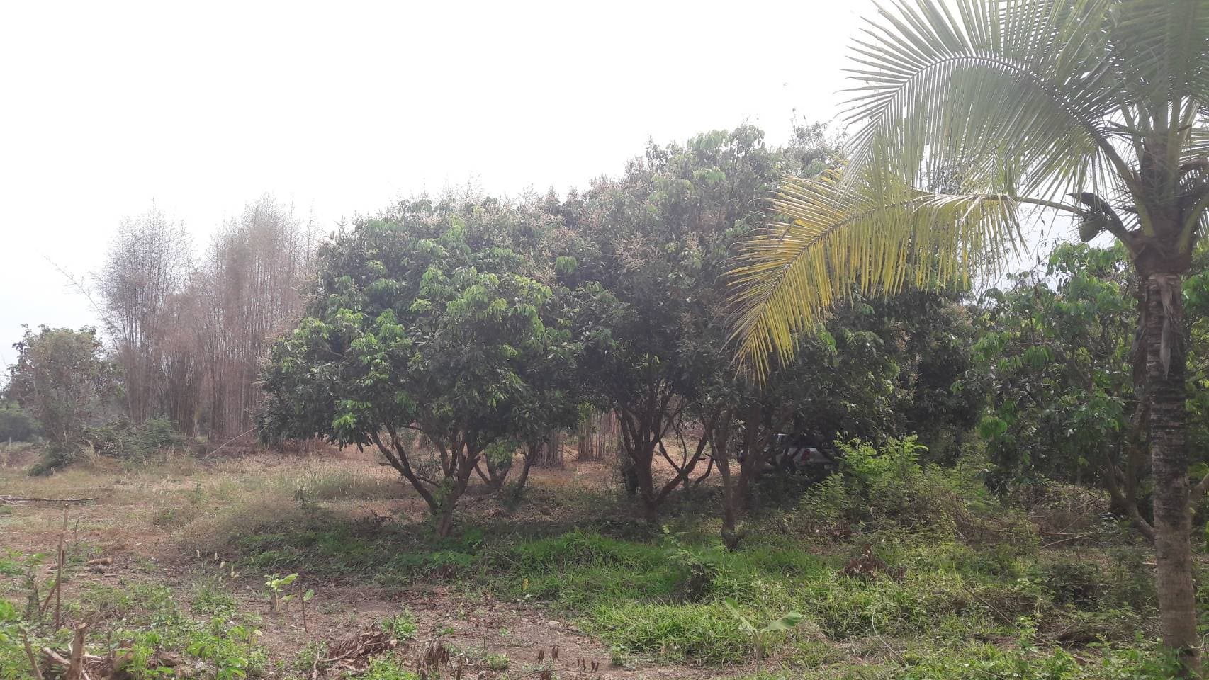 ด่วนขายที่ดินพร้อมบ้านสวนราคาถูกที่สุดมีประปาพร้อมใช้งานเนื้อที่ิ 5 ไร่ 2 งาน 69 ตรว. บ้านนาฟาน ต.ดอนไฟ อ.แม่ทะ จ.ลำปาง