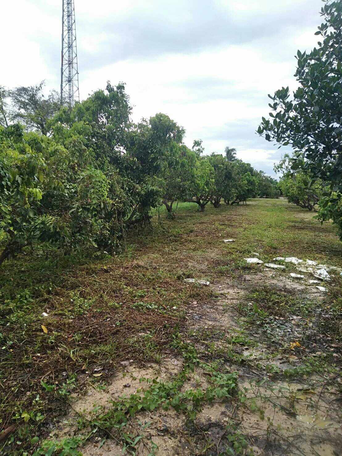 💥📣ขายที่ดินใกล้เซเว่นสาขาบ้านเหมืองง่าอำเภอเมืองลำพูน2แปลงติดถนนคอนกรีตเดินทางสะดวกเหมาะทำธุรกิจหรือการเกษตรบ้านสวนสนใจติดต่อเจ้าของทรัพย์091-8588378💥📣