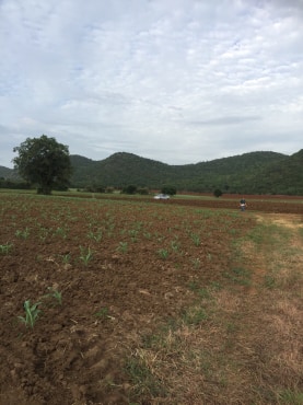 ขายที่ดินสวยราคาถูกที่สุด ห่างจากทุ่งดินดำรีสอร์ท 1.78กม.บรรยากาศดีทิวเขาสวยเหมาะทำการเกษตรอยู่อาศัยอ.อู่ทองจ.สุพรรณบุรี