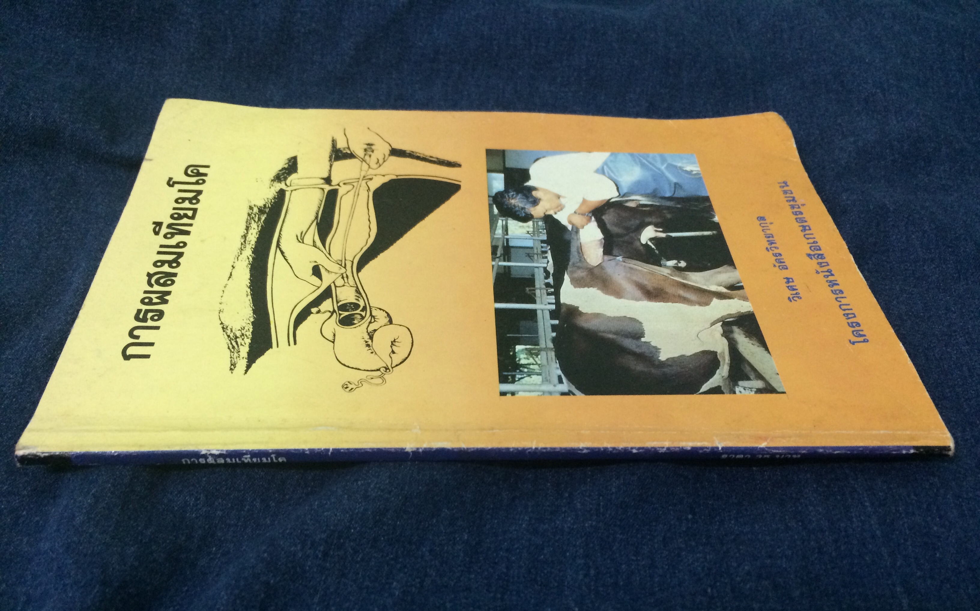 การผสมเทียมโค