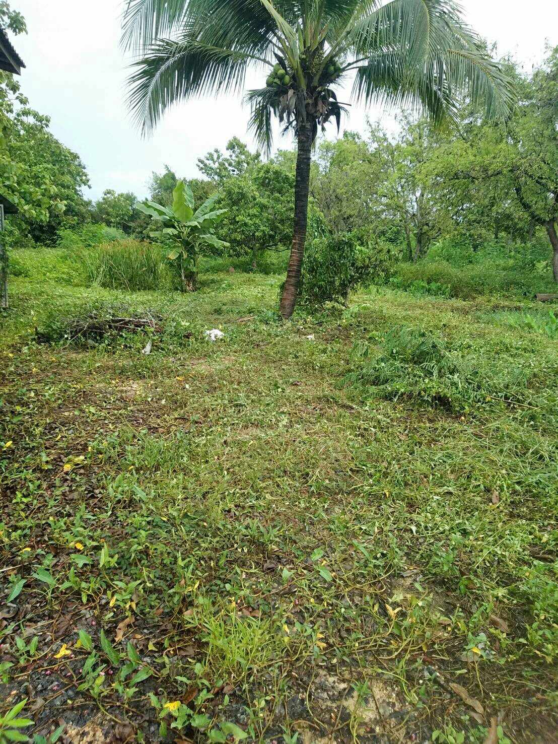 💥📣ขายที่ดินใกล้เซเว่นสาขาบ้านเหมืองง่าอำเภอเมืองลำพูน2แปลงติดถนนคอนกรีตเดินทางสะดวกเหมาะทำธุรกิจหรือการเกษตรบ้านสวนสนใจติดต่อเจ้าของทรัพย์091-8588378💥📣