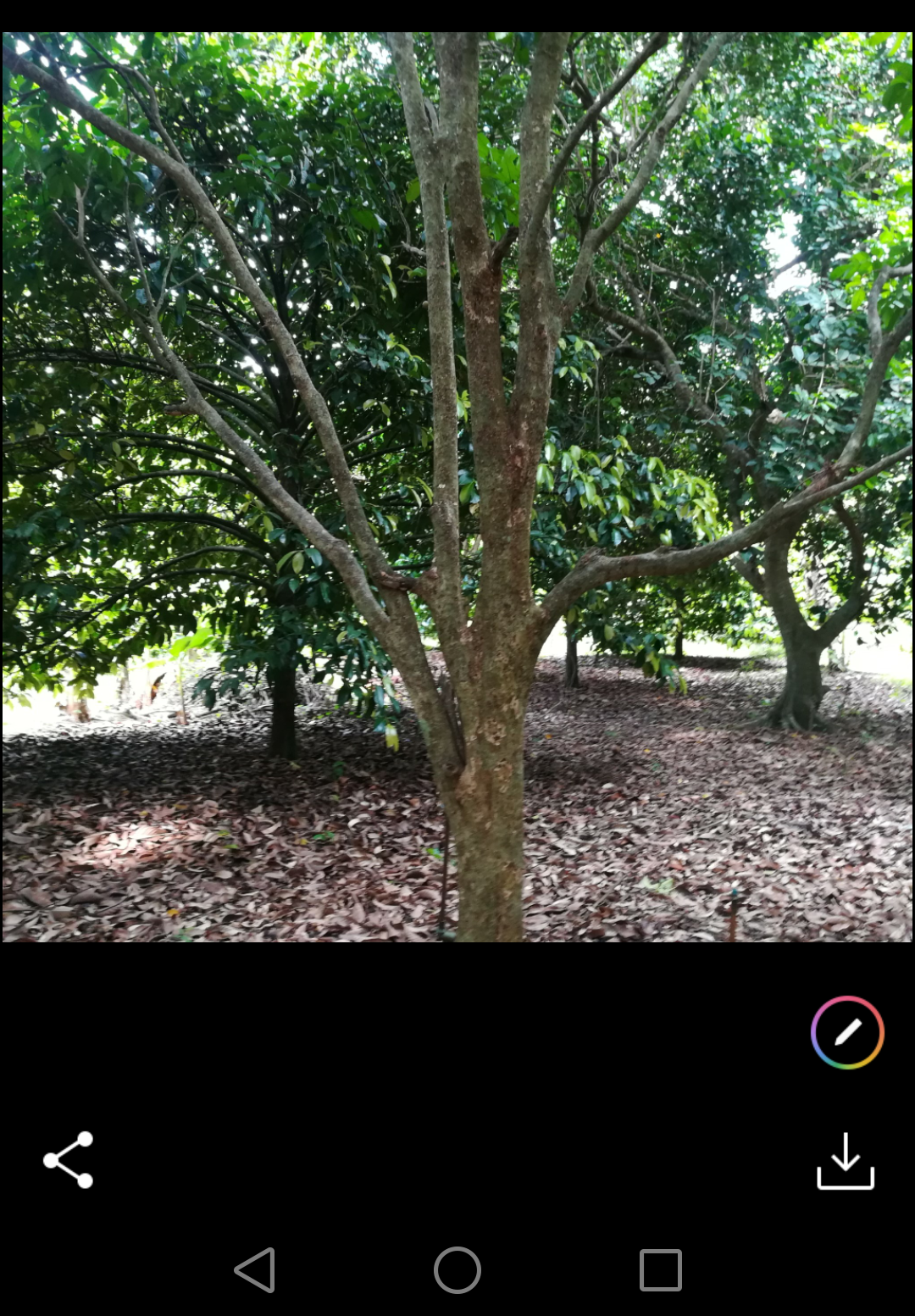 ขายที่ดินราคาถูกพร้อมสวนผลไม้สำเร็จรูป อ.บ้านค่าย จ.ระยอง7ไร่1งาน61ตรว.