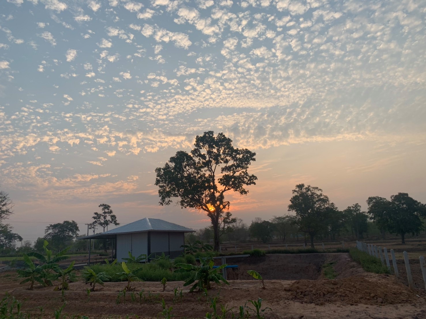 ขายบ้านพร้อมที่ดินมีพื้นที่สวนกว้างขวางพร้อมสำหรับทุกคนในครอบครัว2ไร่13ตรว.ติดถนนใหญ่ใกล้อบต.ป่าชัน 340 เมตร จ.บุรีรัมย์