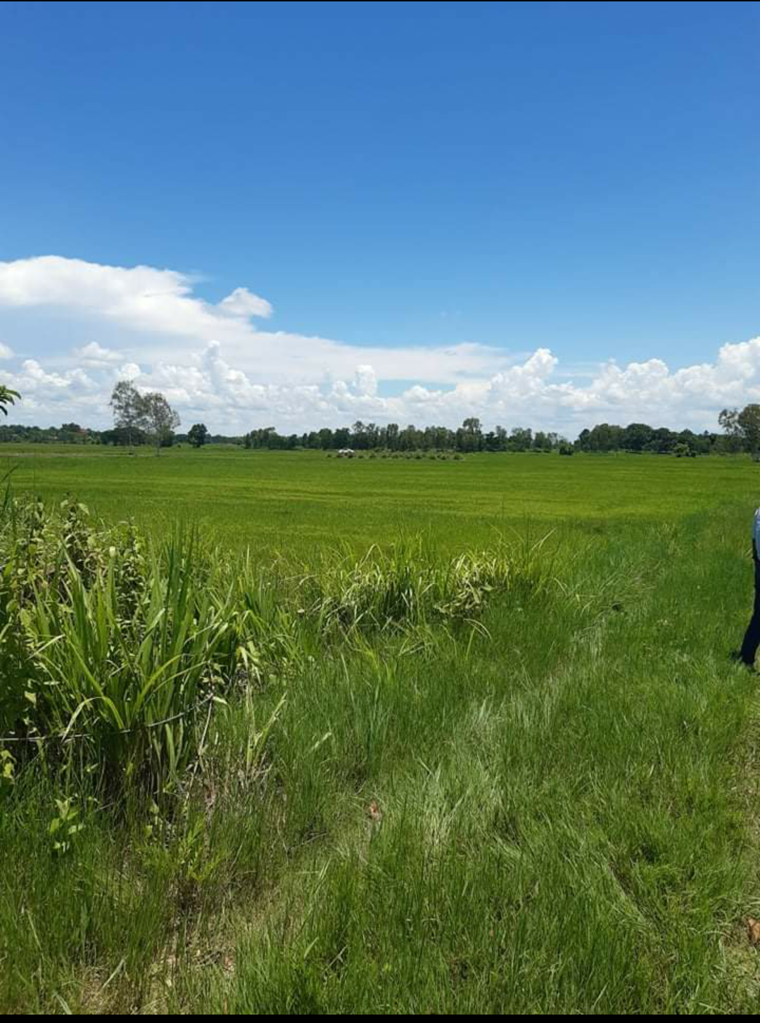 ขายที่ดินแปลงสวยราคาถูกอ.ศรีเชียงใหม่ จ.หนองคาย ไร่ละ 1.5 แสนบาทใกล้สำนักงานเทศบาลตำบลหนองปลาปาก 2.9 กม.บรรยากาศดีเดินทางสะดวกสบาย