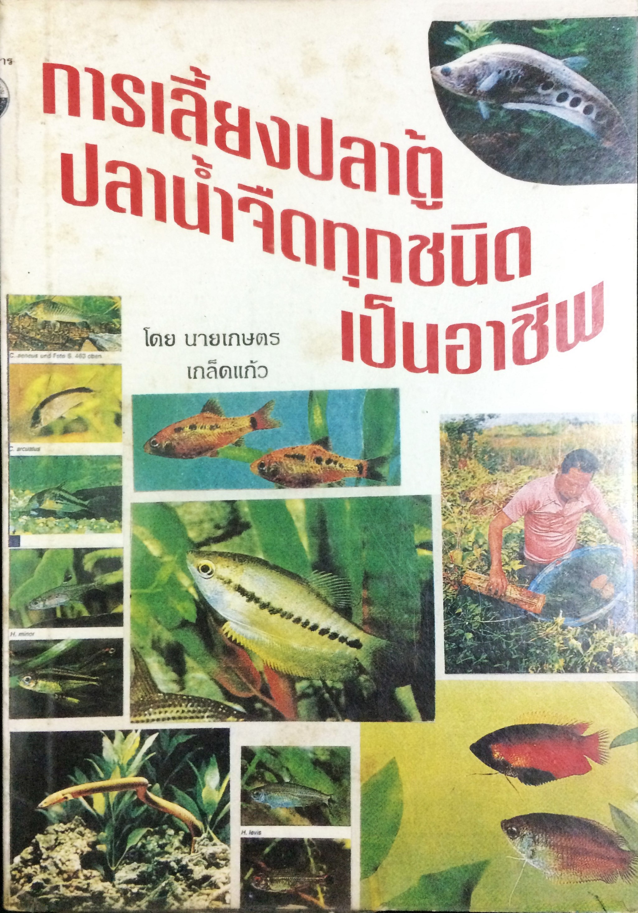 การเลี้ยงปลาตู้ปลาน้ำจืดทุกชนิดเป็นอาชีพ