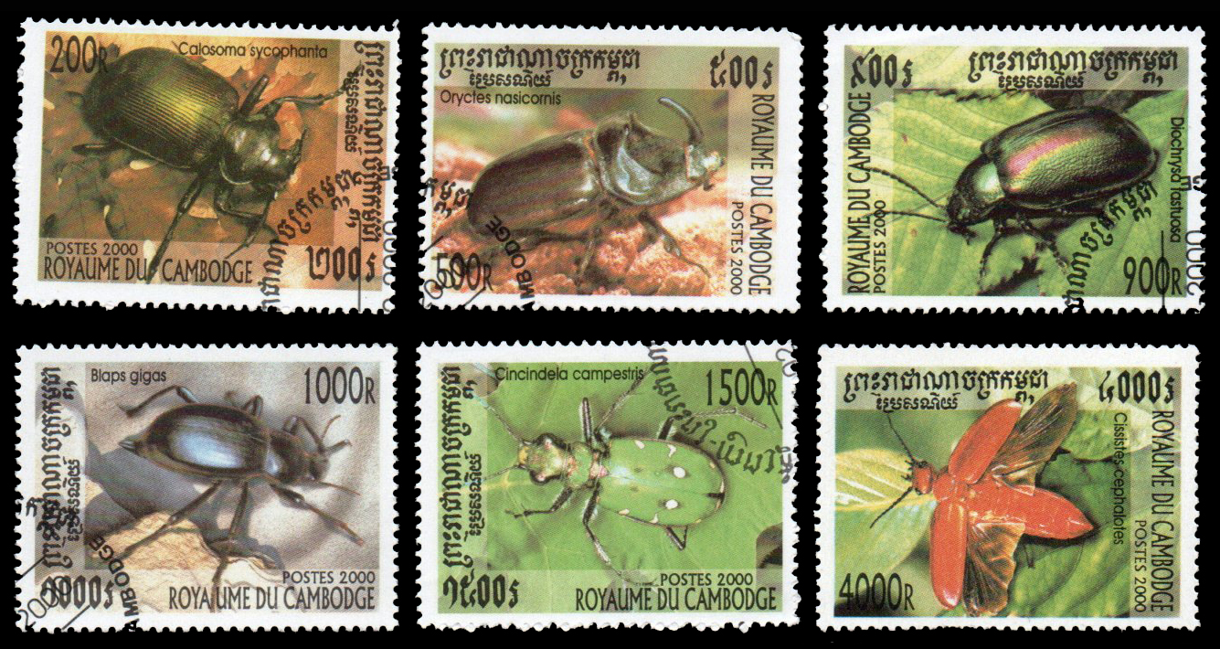2000 Beetles