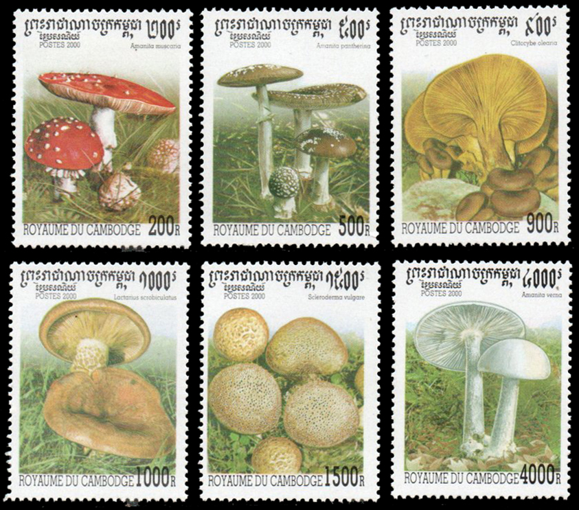 2000 Fungi
