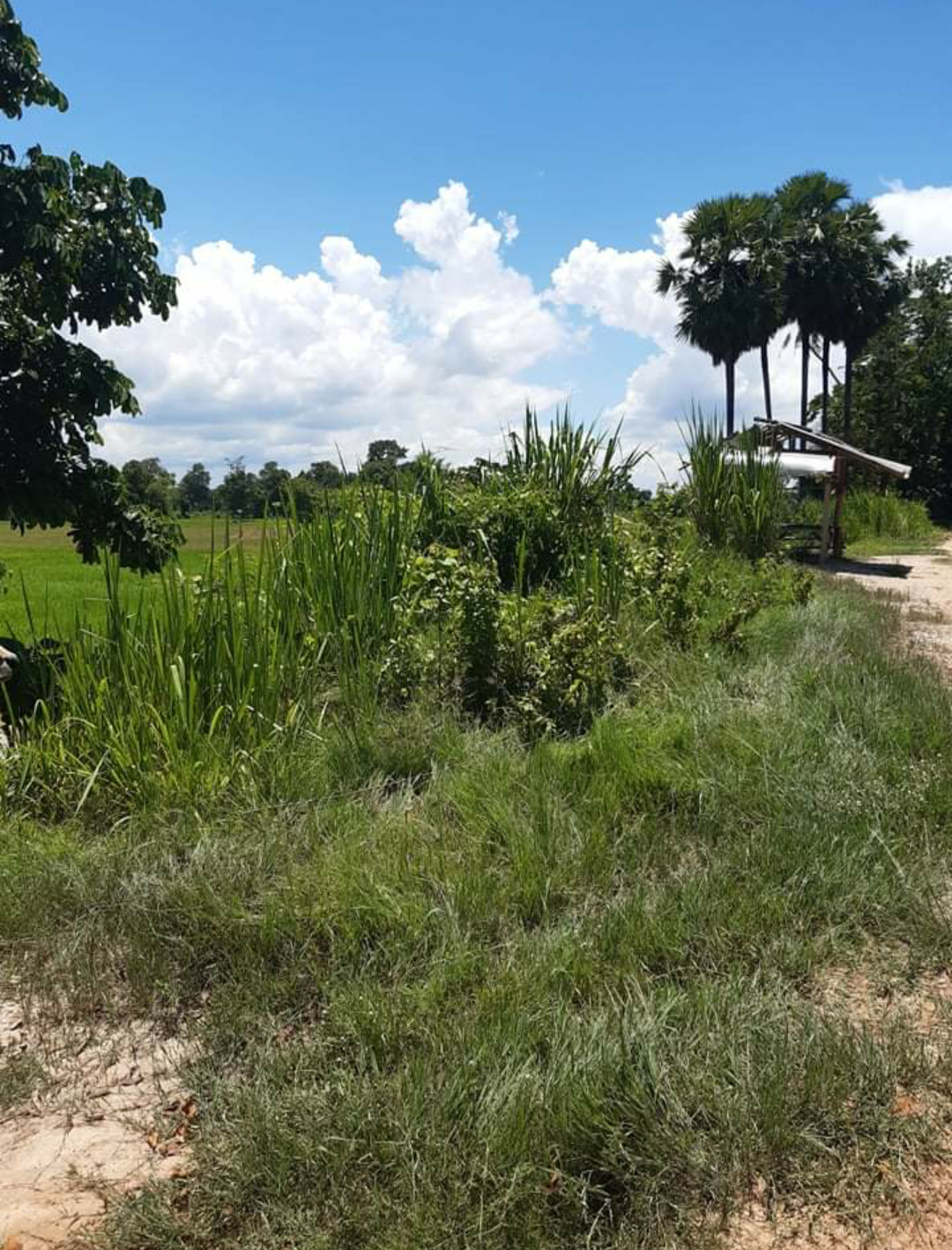 ขายที่ดินแปลงสวยราคาถูกอ.ศรีเชียงใหม่ จ.หนองคาย ไร่ละ 1.5 แสนบาทใกล้สำนักงานเทศบาลตำบลหนองปลาปาก 2.9 กม.บรรยากาศดีเดินทางสะดวกสบาย