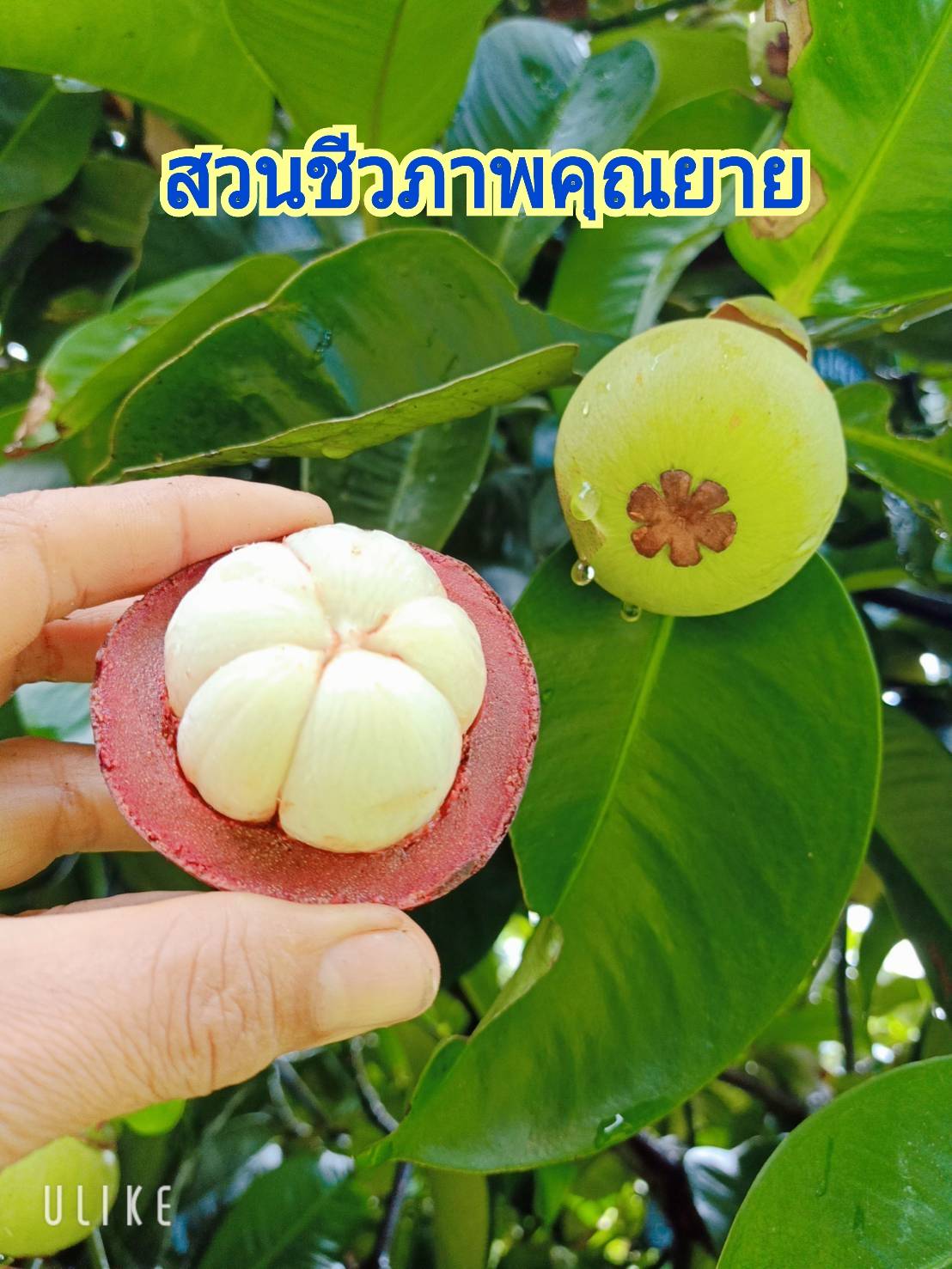 มังคุดออร์แกนิคของดีเมืองนครโปรพิเศษ 5 กก. แถมส่งฟรี #ปลอดสาร #ไม่มีสารเคมี สดจากสวนทุกลูก อร่อยทุกลูก