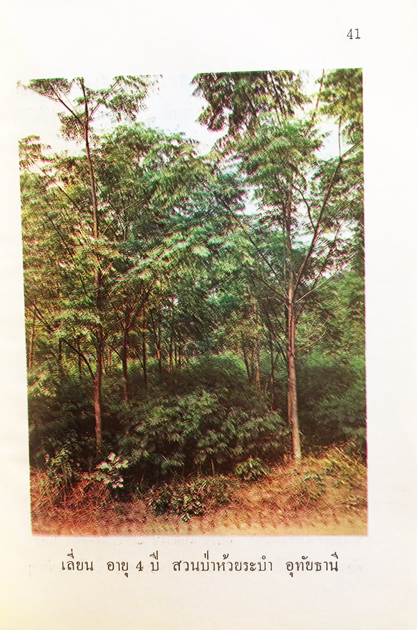 อาชีพปลูกสร้างสวนป่า