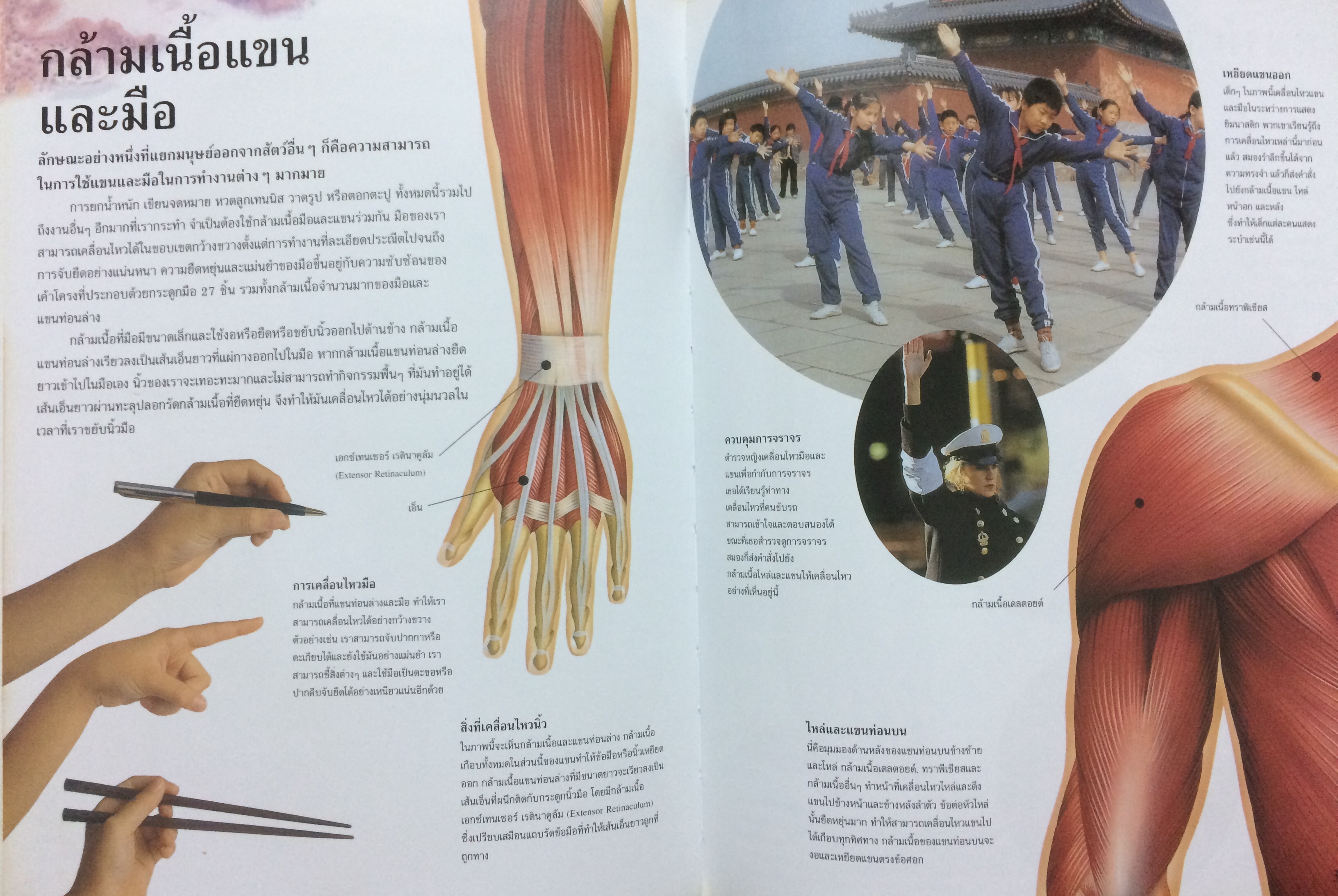 ร่างกายมนุษย์ กล้ามเนื้อ เราเคลื่อนไหวและออกกำลังกายอย่างไร