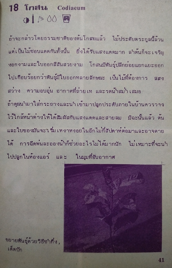 พันธ์ุไม้ในบ้านและการประดับตกแต่ง