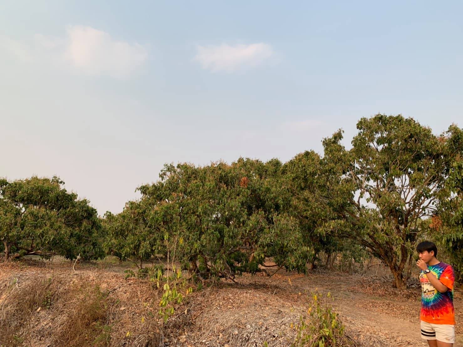 ขายที่ดินสวนราคาถูกเหมาะทำการเกษตรสร้างบ้านสวนพื้นที่กว้างพร้อมสำหรับทุกคนในครอบครัวใกล้วิทยาลัยการอาชีพป่าซาง 1.37 กม. จ.ลำพูน