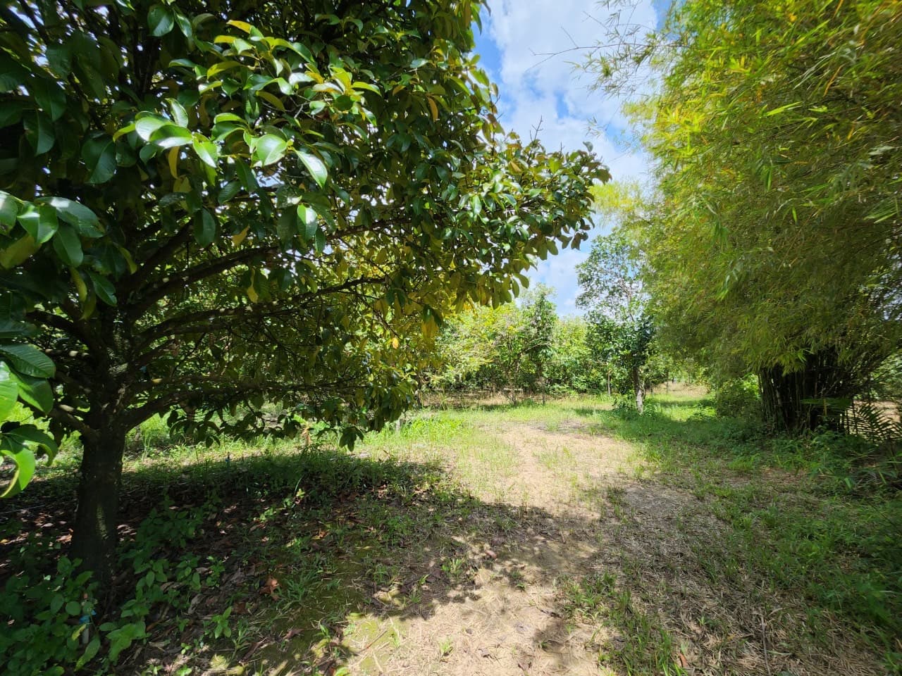 ขายสวนผลไม้ เงาะ มังคุด ทุเรียน ลองกอง ราคาถูก พร้อมบ้านพัก นํ้าไฟเข้าถึง ทางเข้าออกสะดวกสบายบรรยากาศดีเจ้าของขายเอง อำเภอมะขาม จังหวัดจันทบุรี