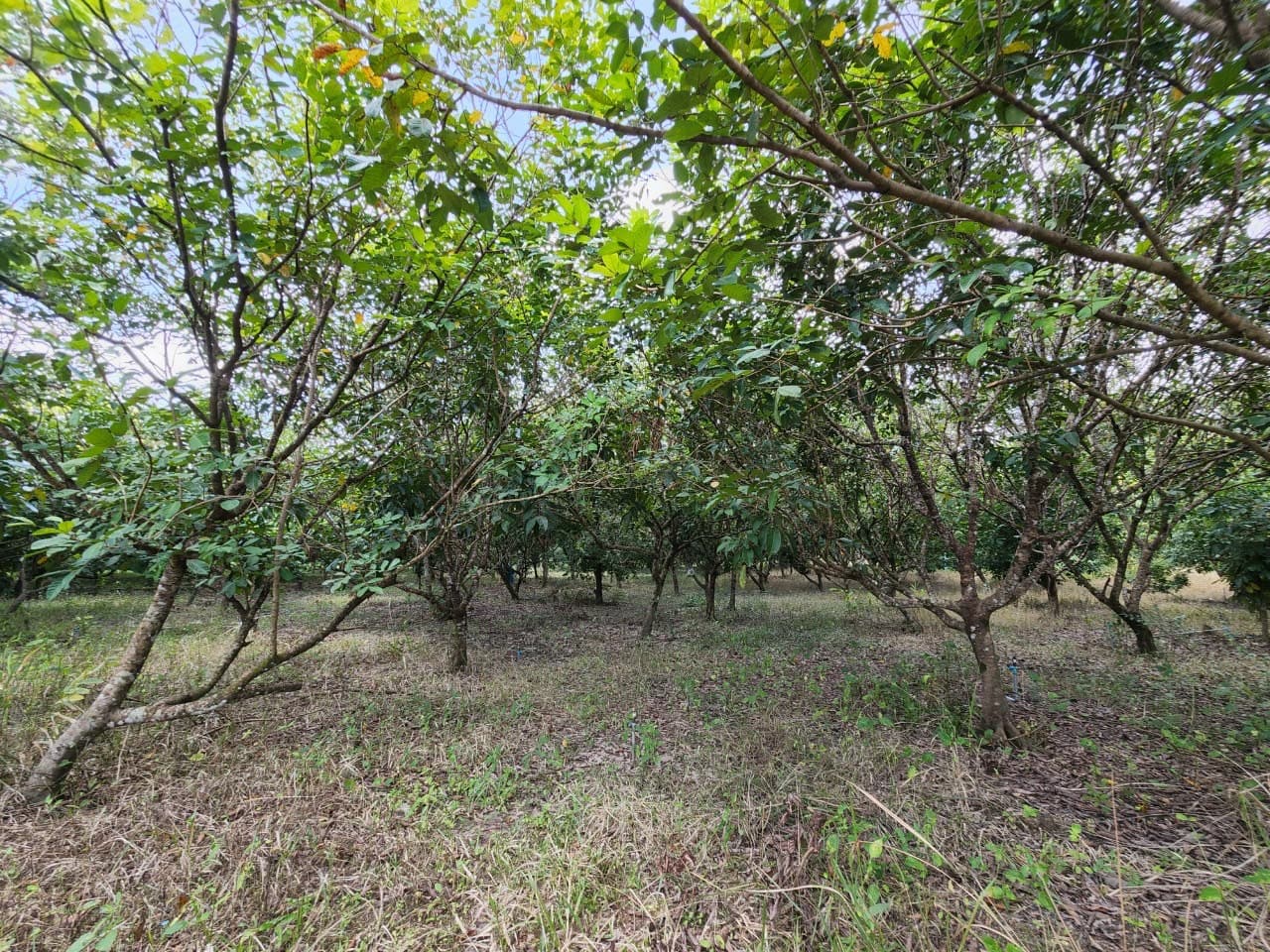 ขายสวนผลไม้ เงาะ มังคุด ทุเรียน ลองกอง ราคาถูก พร้อมบ้านพัก นํ้าไฟเข้าถึง ทางเข้าออกสะดวกสบายบรรยากาศดีเจ้าของขายเอง อำเภอมะขาม จังหวัดจันทบุรี