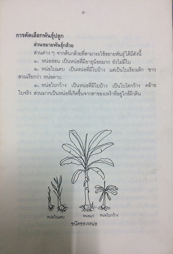 การปลูกกล้วย