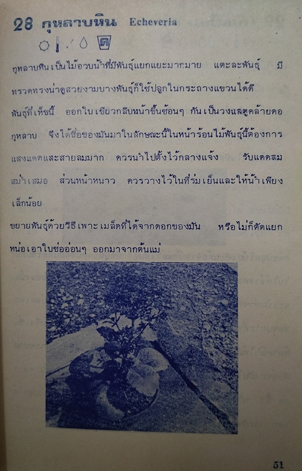 พันธ์ุไม้ในบ้านและการประดับตกแต่ง