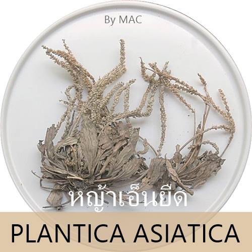 PLANTICA ASIATICA หญ้าเอ็นยืด