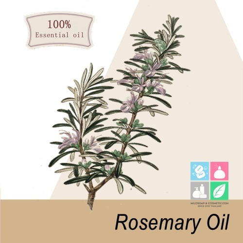 Rosemary oil / Champhor rosemary oil น้ำมันหอมระเหยโรสแมรี่(โรสแมรี่การบูร) Fresh Sweet and medicinal สดชื่น มีพลัง ละลายในแอกอฮอล์และน้ำมัน ไม่เร่งเทรซ COA