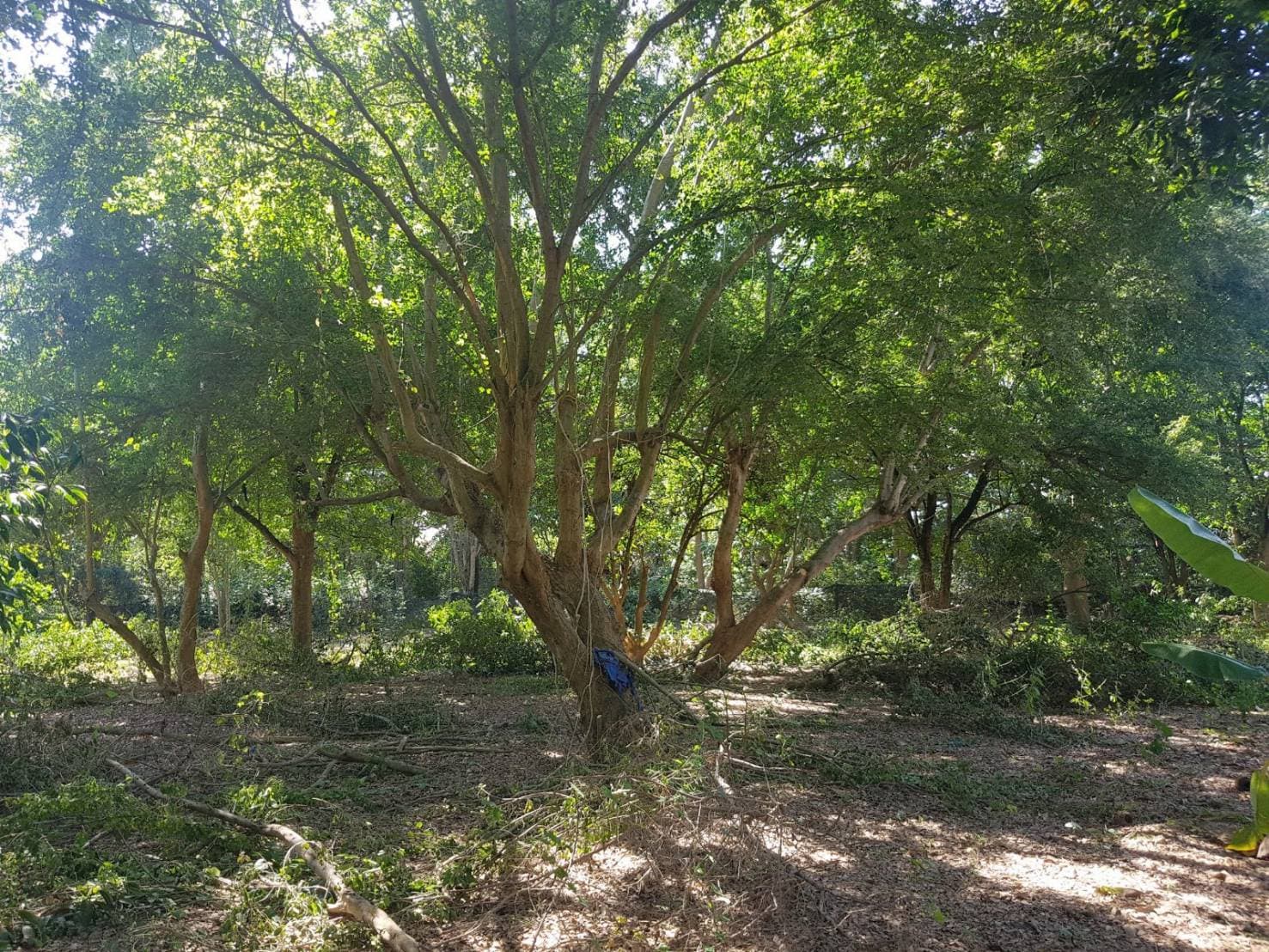 ขายที่ดินสวยพร้อมบ้านร้านขายของติดถนนหลวงด้านหลังเป็นสวนผลไม้พื้นที่กว้างขวางพร้อมสำหรับทุกคนในครอบครัวใกล้รร.บ้านเกาะสำโรง 800 เมตร อ.เมืองกาญจนบุรี