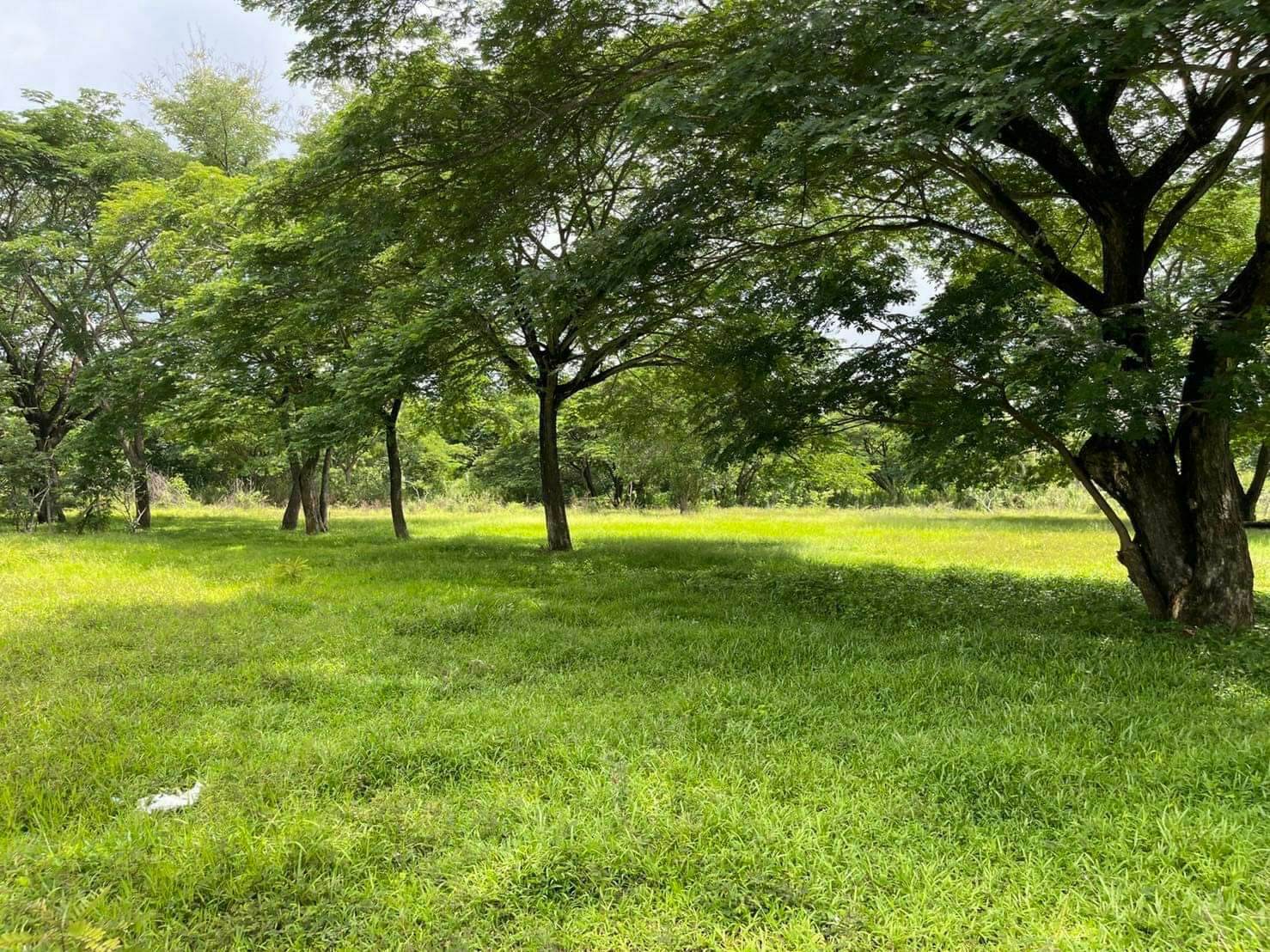 ที่ดินเจ้าของขายเองใกล้มหาวิทยาลัยแม่โจ้ใกล้เคียงที่ดินเป็นบ้านจัดสรรทางเข้าออกสะดวกเหมาะลงทุนทำธุรกิจพัฒนาที่ดิน 8 ไร่ 1 งาน 64.1 ตารางวา อ.สันทราย จ.เชียงใหม่