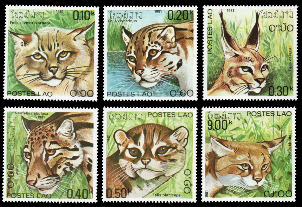 1981 Wild Cats