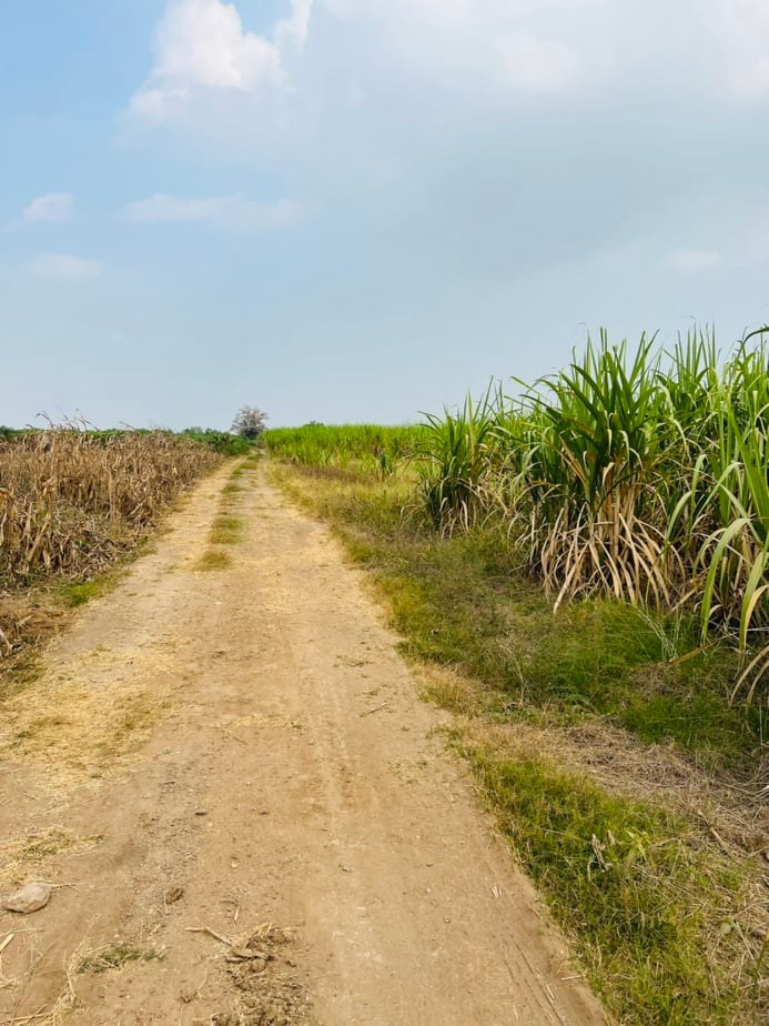 ขายที่ดินราคาถูก1.5แสนบาท/ไร่ อ.พยุหะคีรีจ.นครสวรรค์ใกล้อบต.เขาทองที่ดินสวยเหมาะทำการเกษตรปัจจุบันให้เช่าทำไร่อ้อย(มีผู้เช่า)บรรยากาศดีเดินทางสะดวก