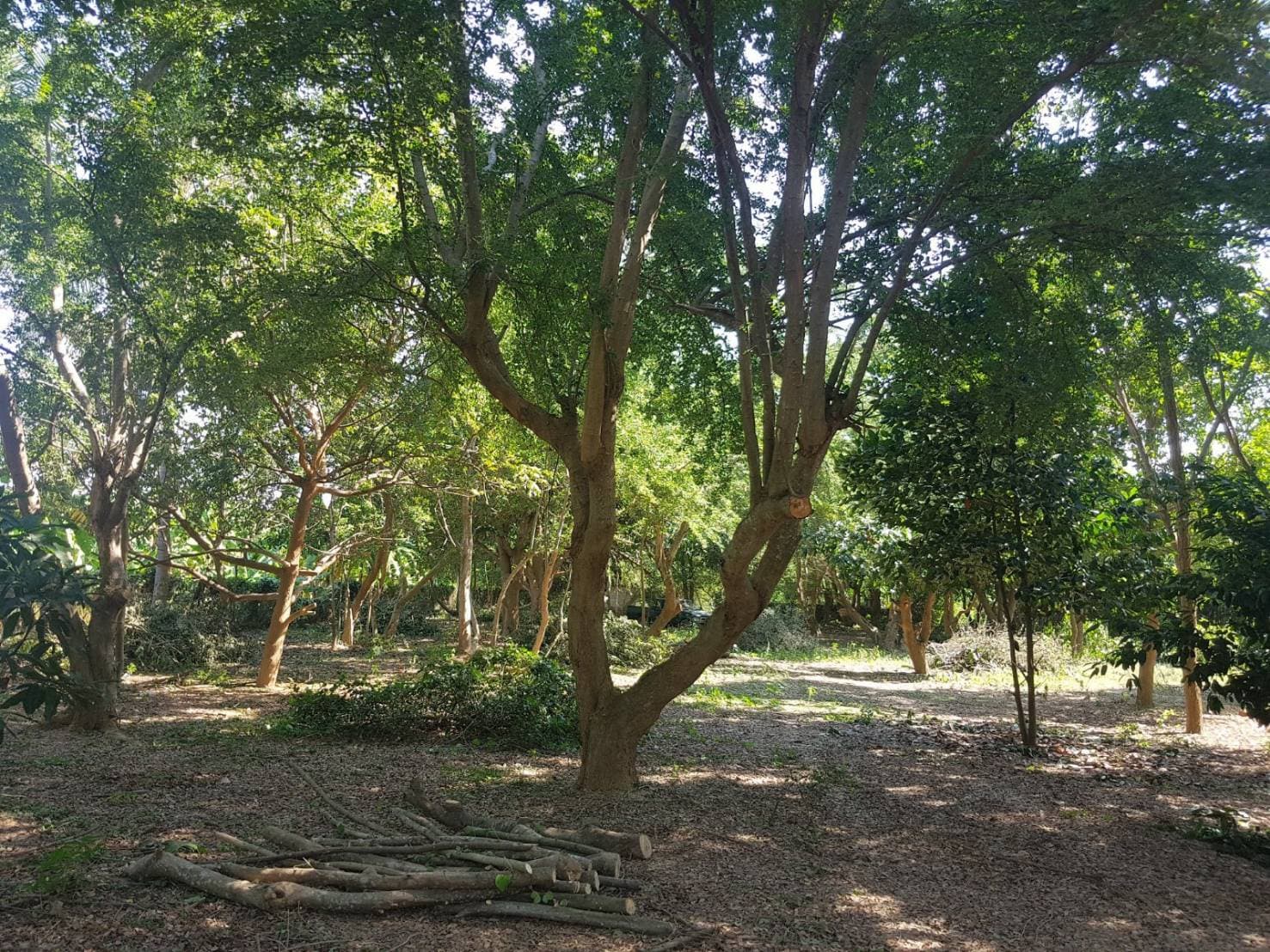 ขายที่ดินสวยพร้อมบ้านร้านขายของติดถนนหลวงด้านหลังเป็นสวนผลไม้พื้นที่กว้างขวางพร้อมสำหรับทุกคนในครอบครัวใกล้รร.บ้านเกาะสำโรง 800 เมตร อ.เมืองกาญจนบุรี