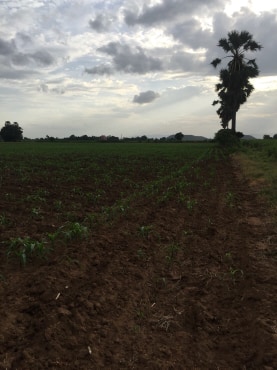 ขายที่ดินสวยราคาถูกที่สุด ห่างจากทุ่งดินดำรีสอร์ท 1.78กม.บรรยากาศดีทิวเขาสวยเหมาะทำการเกษตรอยู่อาศัยอ.อู่ทองจ.สุพรรณบุรี