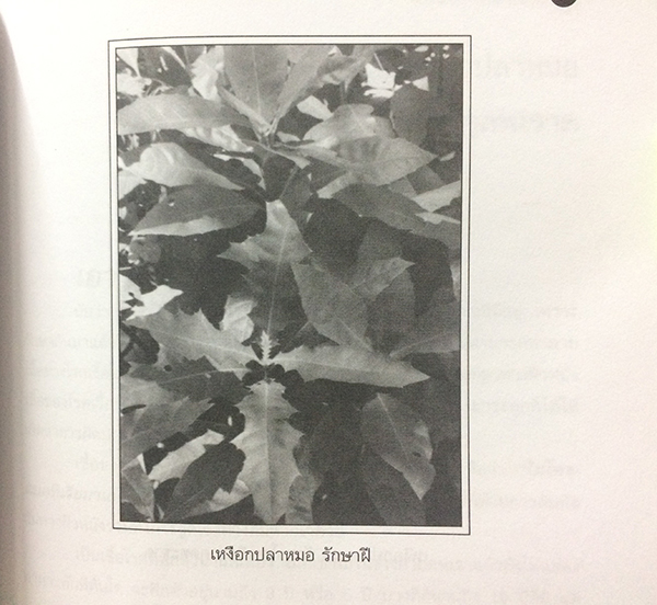 เหงือกปลาหมอ