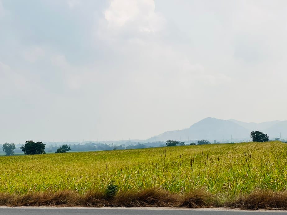 ขายที่ดินราคาถูก1.5แสนบาท/ไร่ อ.พยุหะคีรีจ.นครสวรรค์ใกล้อบต.เขาทองที่ดินสวยเหมาะทำการเกษตรปัจจุบันให้เช่าทำไร่อ้อย(มีผู้เช่า)บรรยากาศดีเดินทางสะดวก