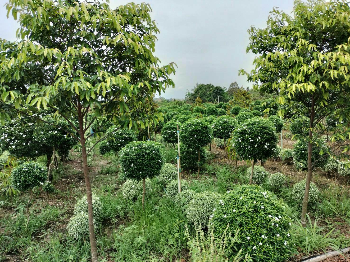 ขายที่ดินติดถนนคอนกรีตใกล้ถนนสุวรรณศร150เมตรอ.เมืองปราจีนบุรีหน้ากว้างติดถนนคอนกรีต 170 เมตร ลึก 40 เมตรที่ดินปลูกทุเรียนและไม้ประดับ เหมาะทำธุรกิจหรือแบ่งจัดสรรขาย ที่ดินปลูกทุเรียนและไม้ประดับรรยากาศดีทางเข้าออกสะดวก