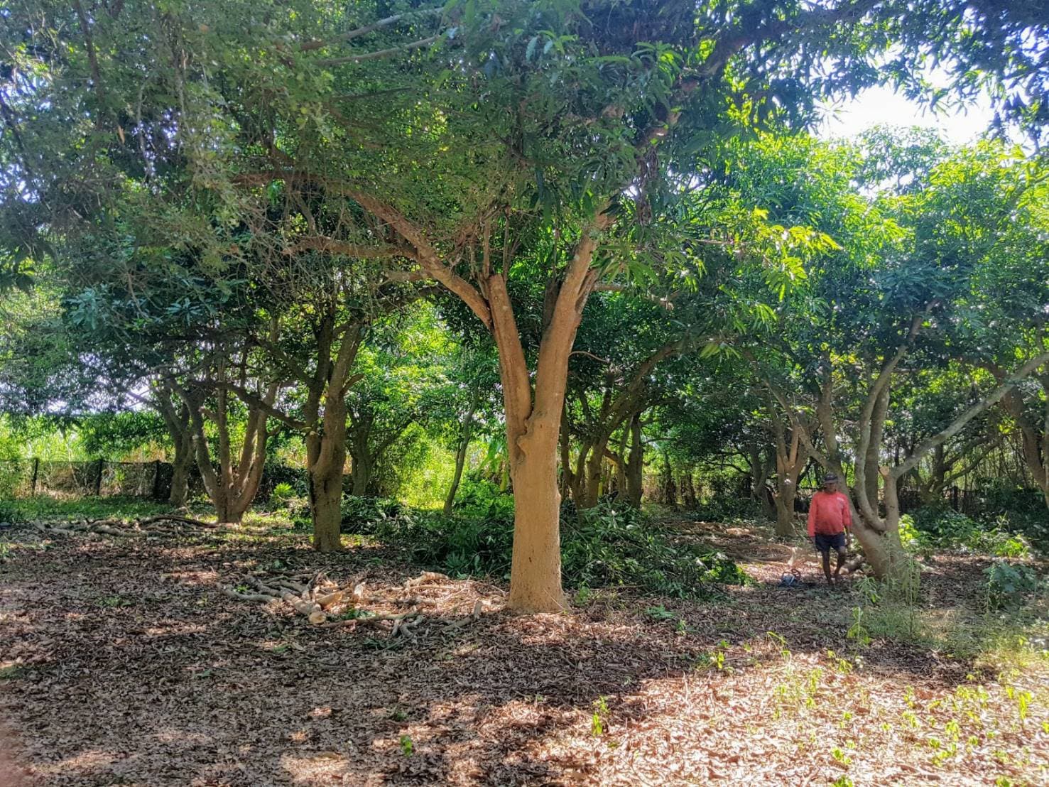 ขายที่ดินสวยพร้อมบ้านร้านขายของติดถนนหลวงด้านหลังเป็นสวนผลไม้พื้นที่กว้างขวางพร้อมสำหรับทุกคนในครอบครัวใกล้รร.บ้านเกาะสำโรง 800 เมตร อ.เมืองกาญจนบุรี