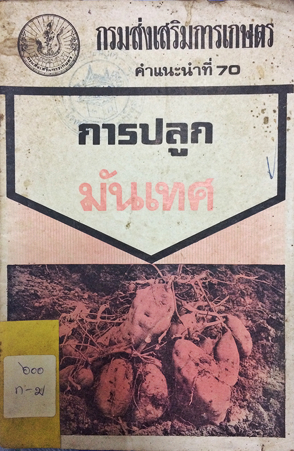 การปลูกมันเทศ