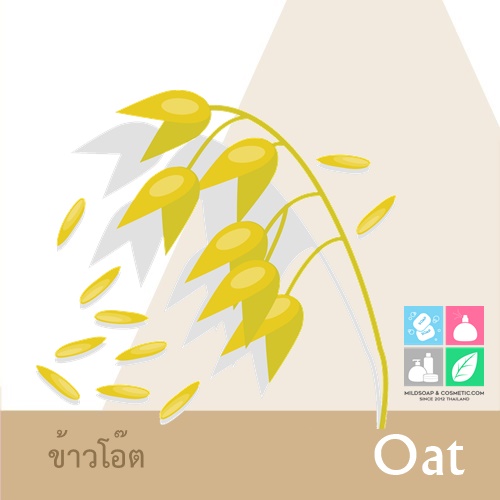 Rice :Oatmeal หัวน้ำมันหอม ข้าวโอ๊ต Sweet Powdery Creamy กลิ่นหอม ผ่อนคลาย อบอุ่น ละลายในแอกอฮอล์และน้ำมัน / ทนความร้อนสูง/ ไม่เร่งเทรซ COA
